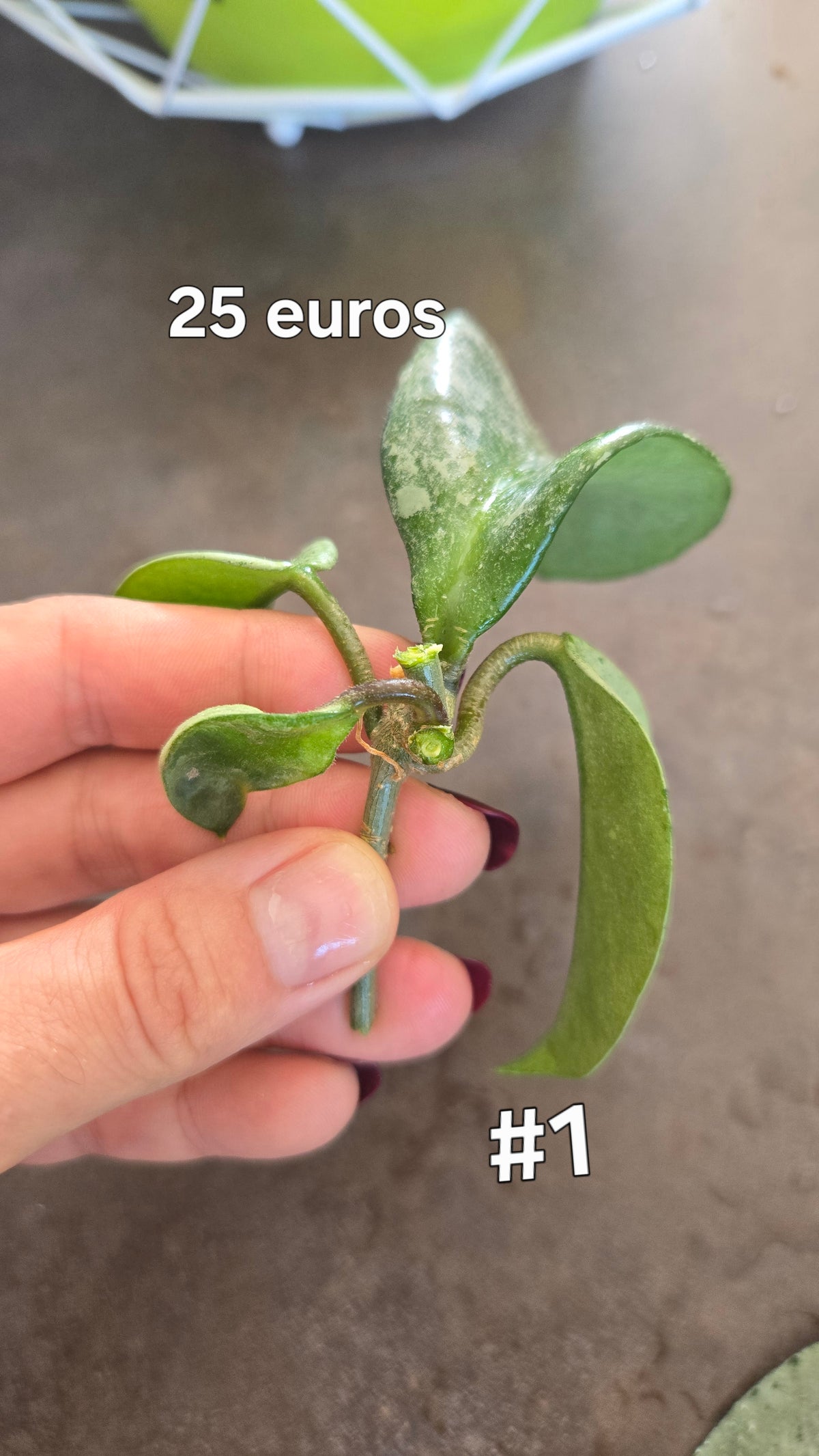 HOYA NOVA GHOST ( new guinea)