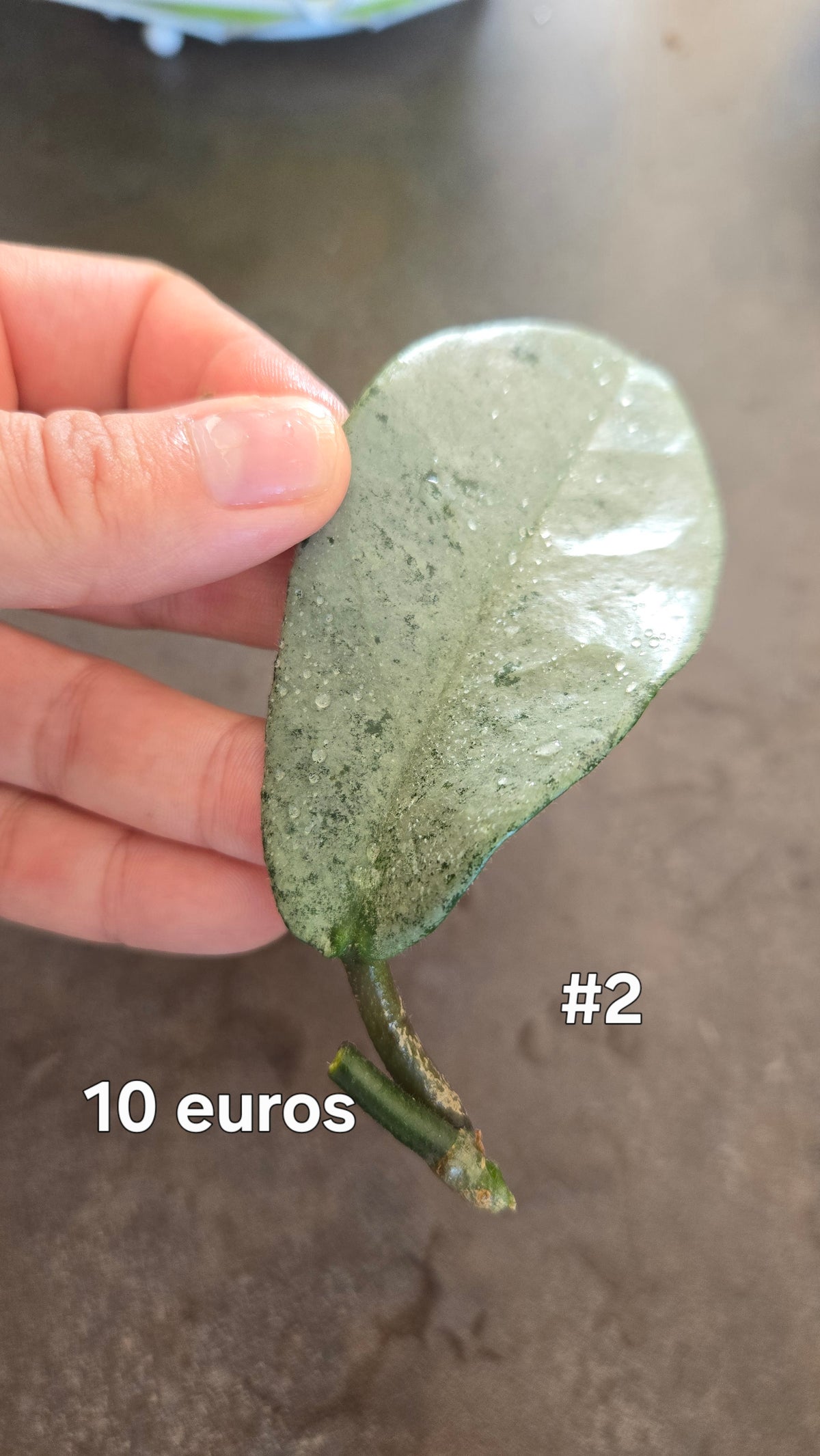 HOYA NOVA GHOST ( new guinea)