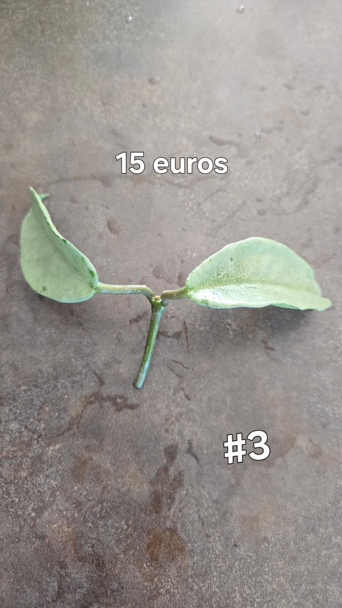 HOYA NOVA GHOST ( new guinea)