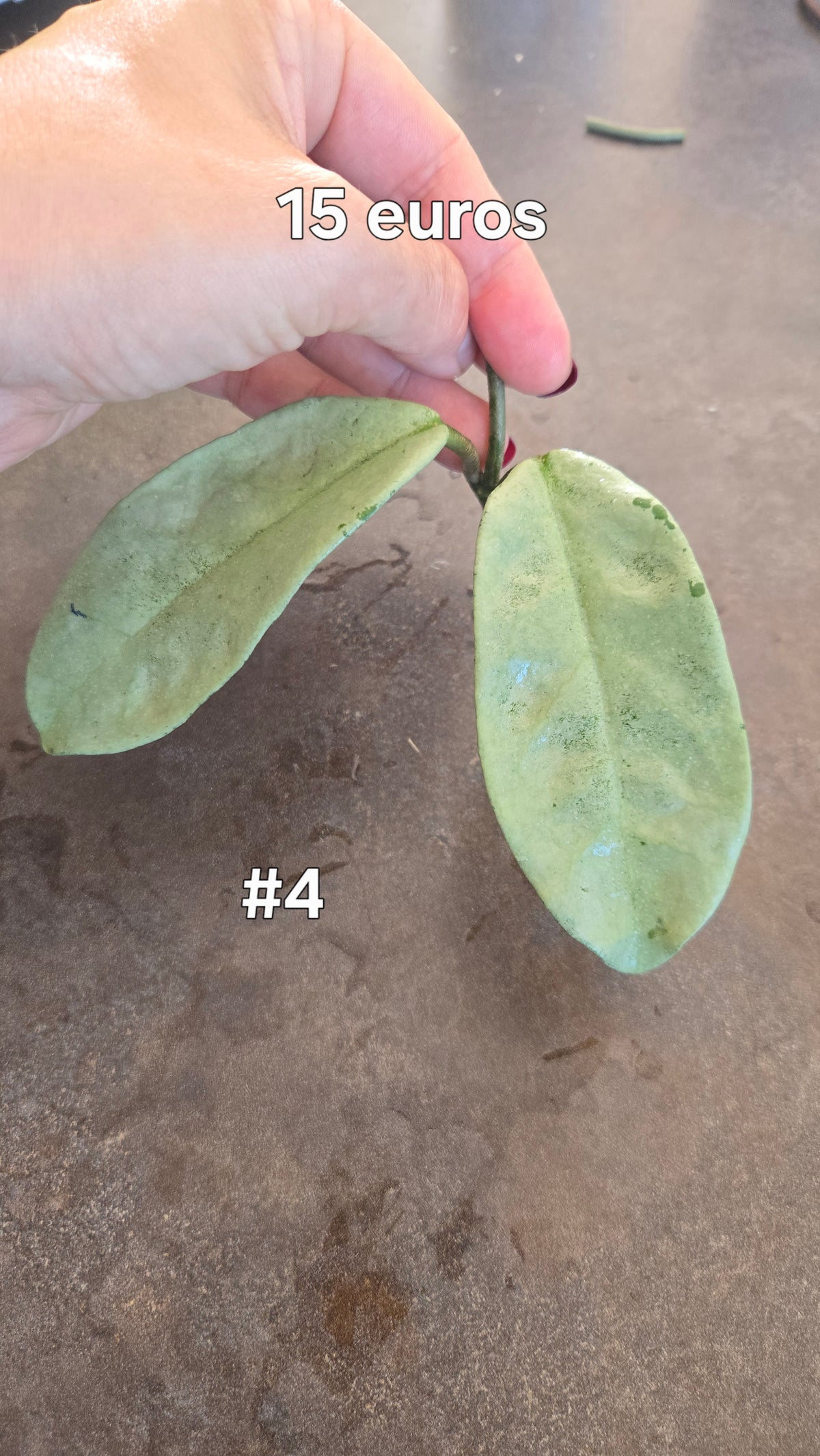 HOYA NOVA GHOST ( new guinea)