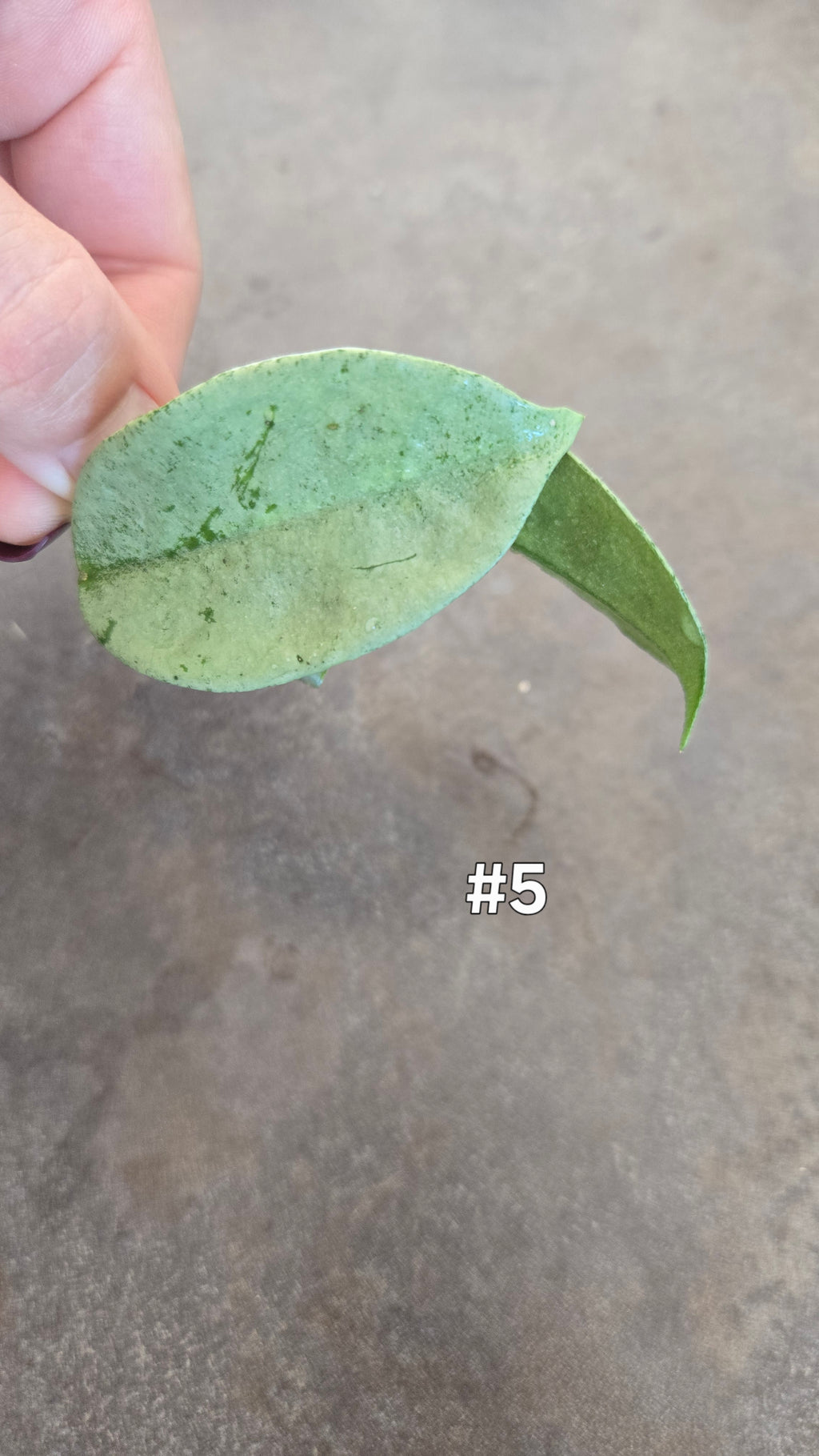 HOYA NOVA GHOST ( new guinea)