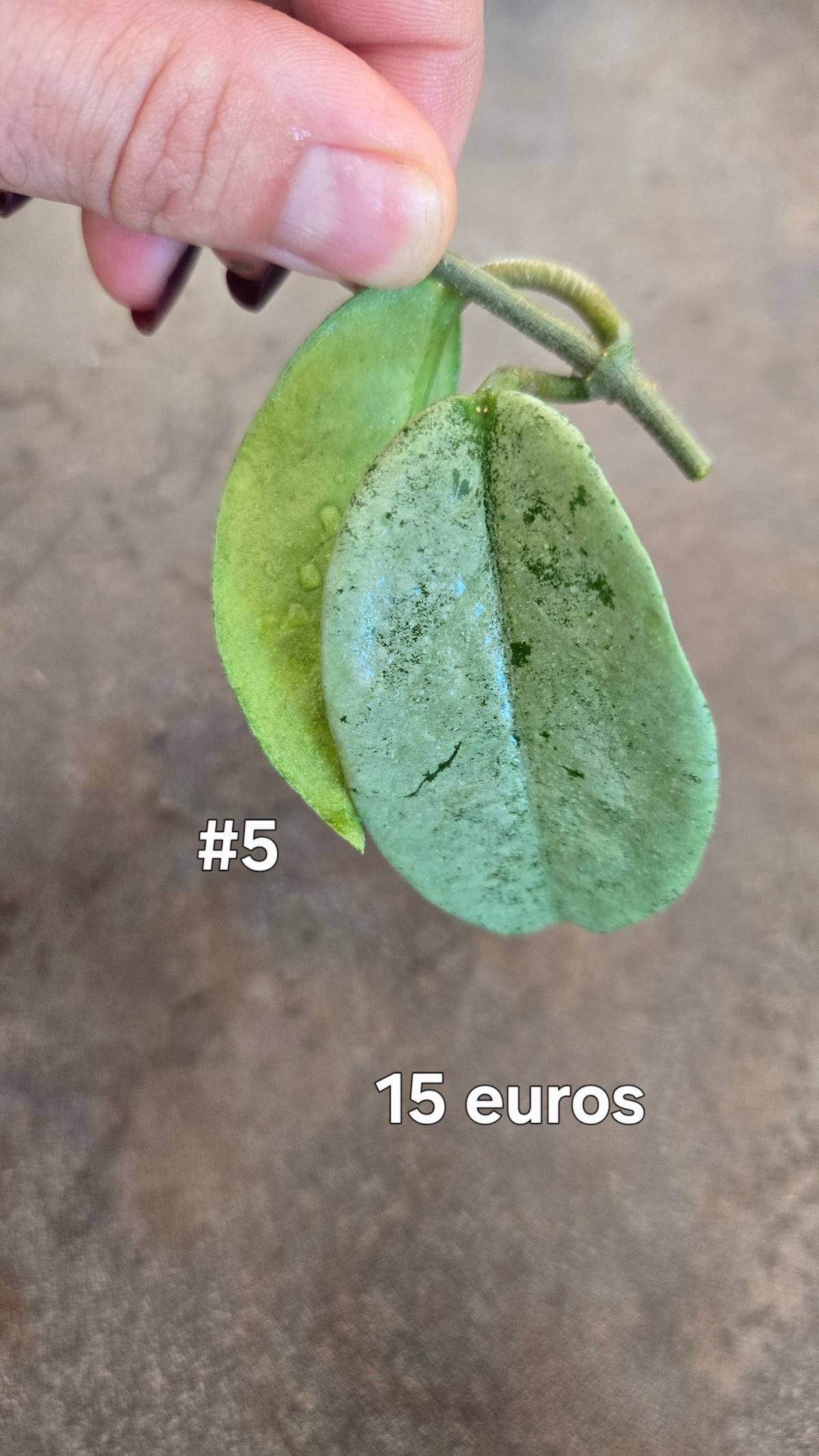 HOYA NOVA GHOST ( new guinea)