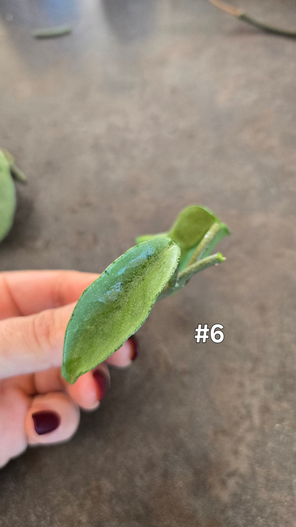 HOYA NOVA GHOST ( new guinea)