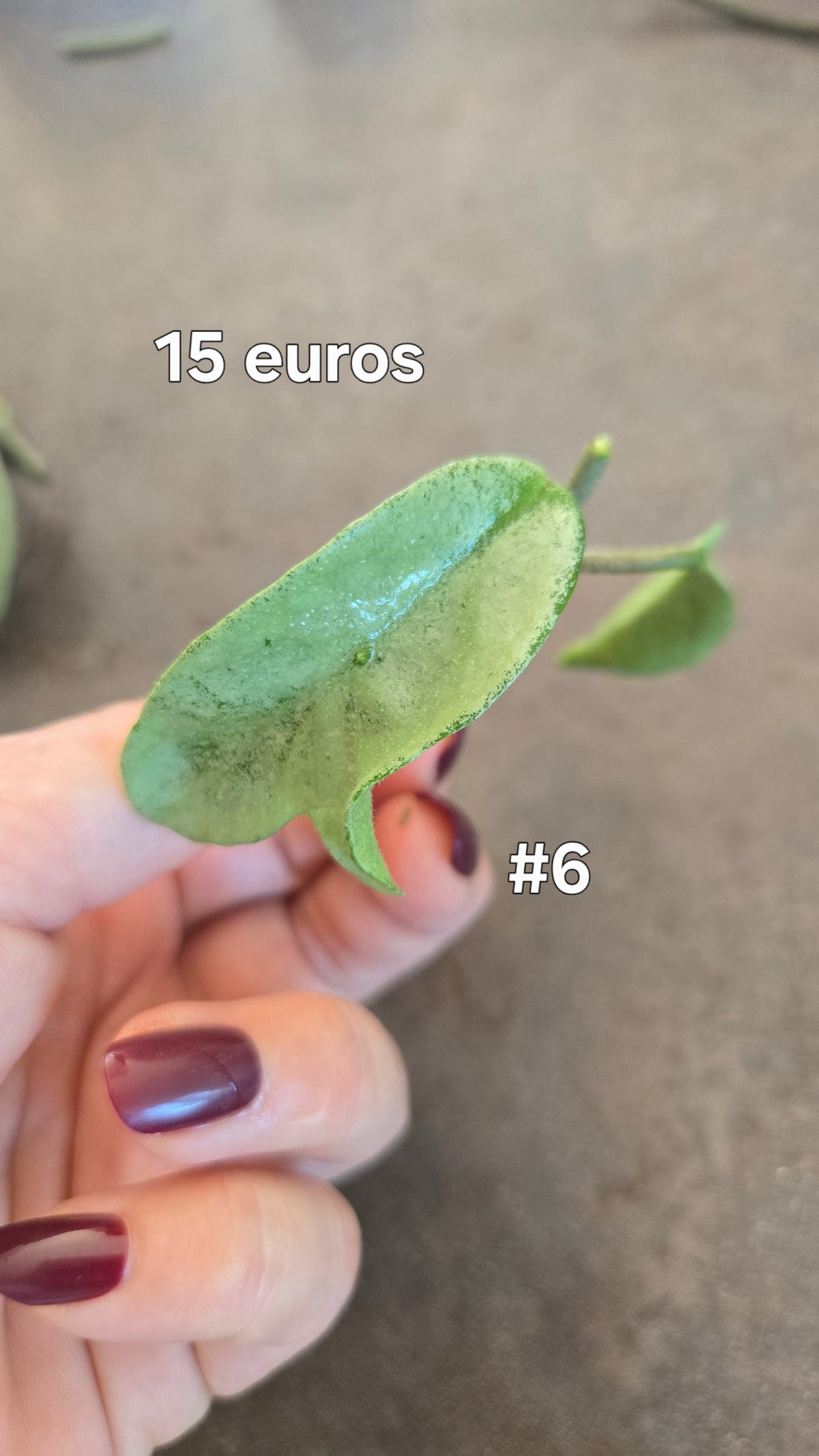 HOYA NOVA GHOST ( new guinea)