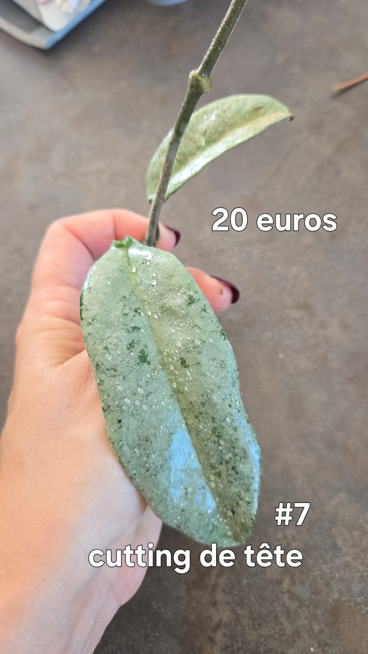 HOYA NOVA GHOST ( new guinea)