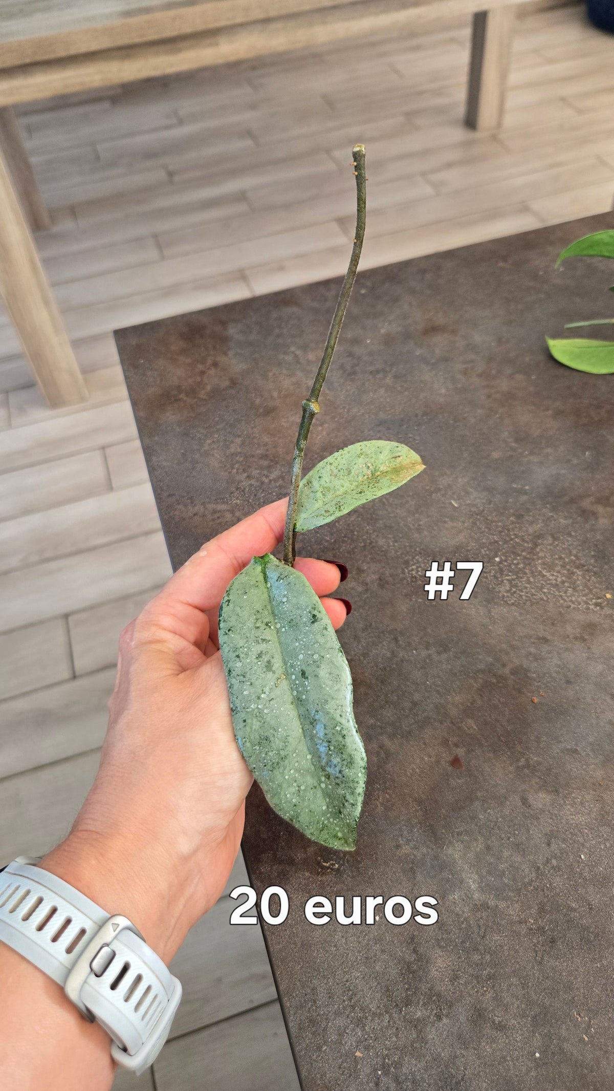 HOYA NOVA GHOST ( new guinea)