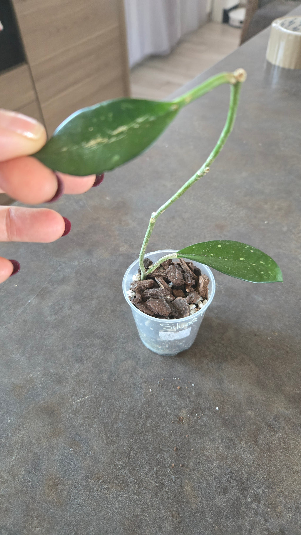 HOYA SILVER MOON