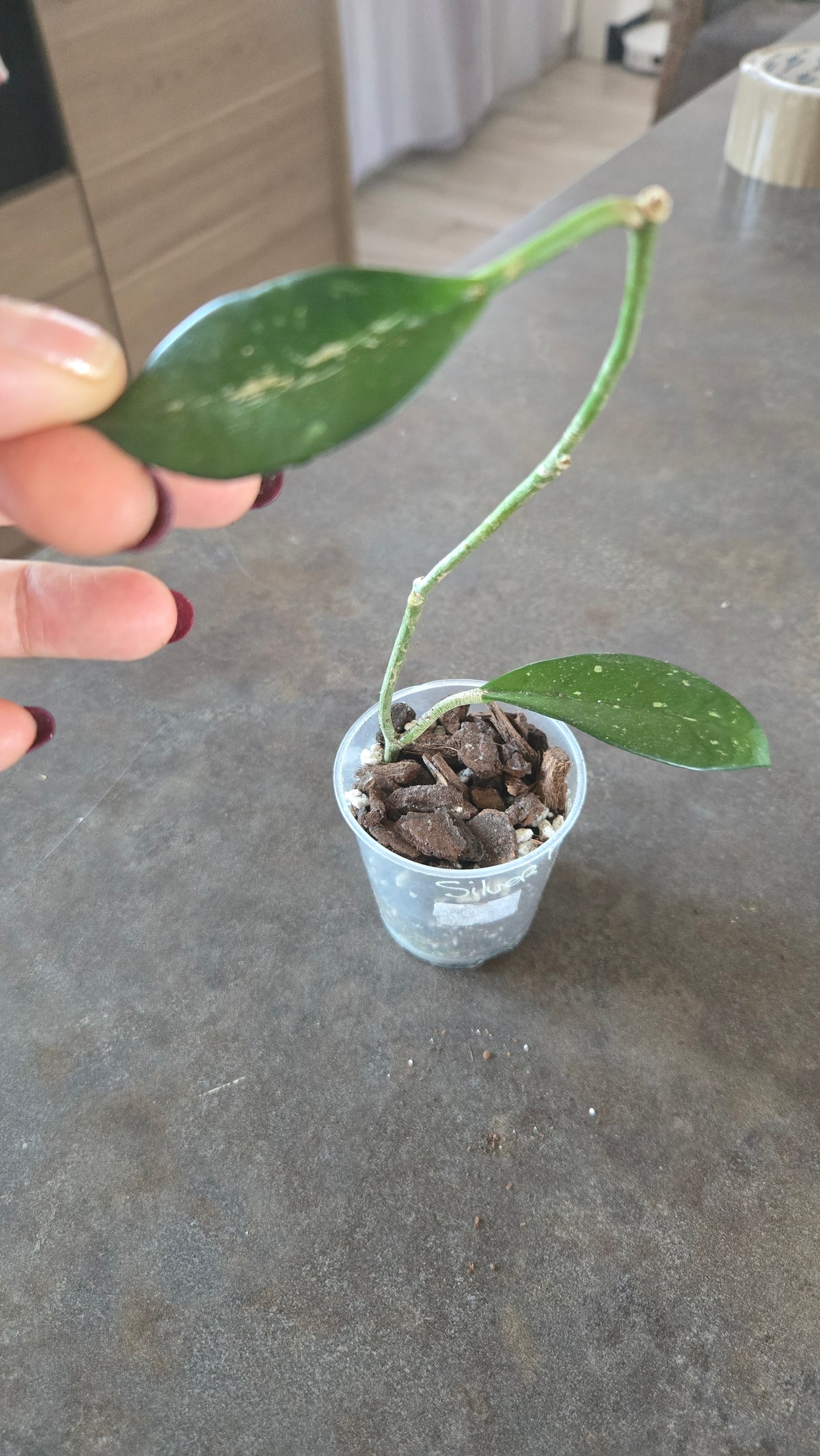 HOYA SILVER MOON