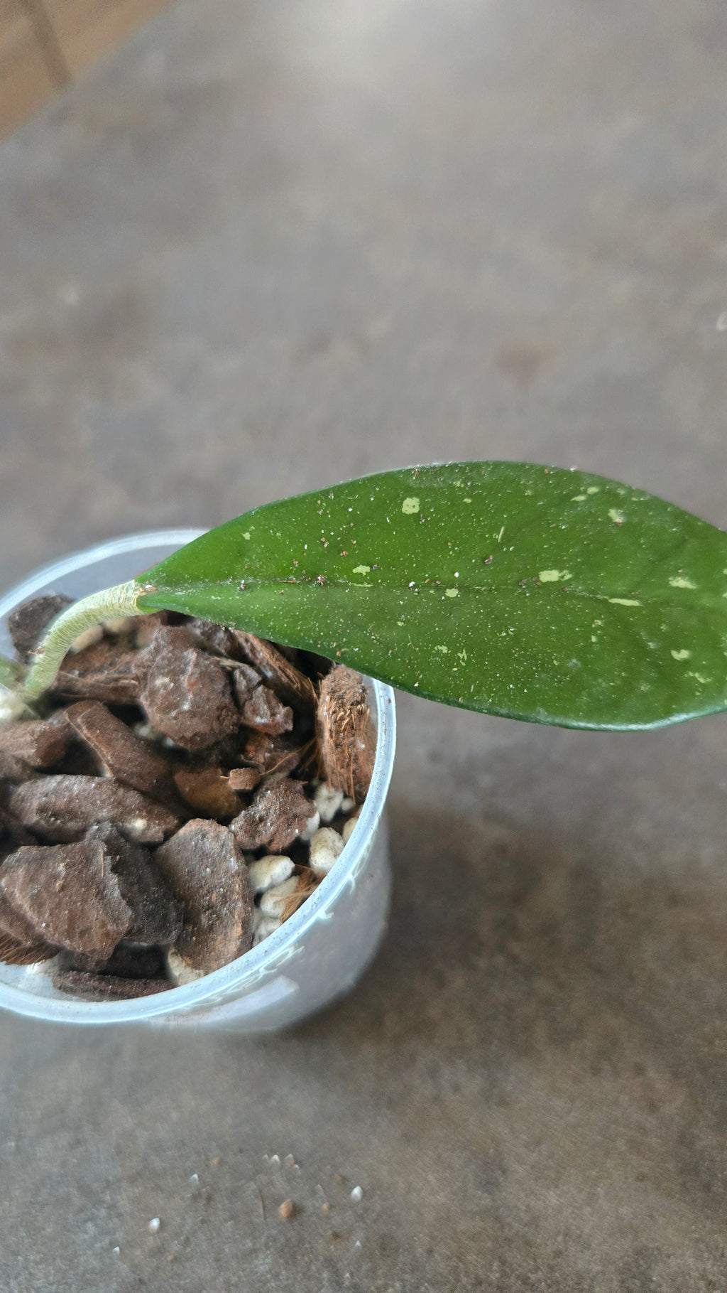 hoya quang tri purple