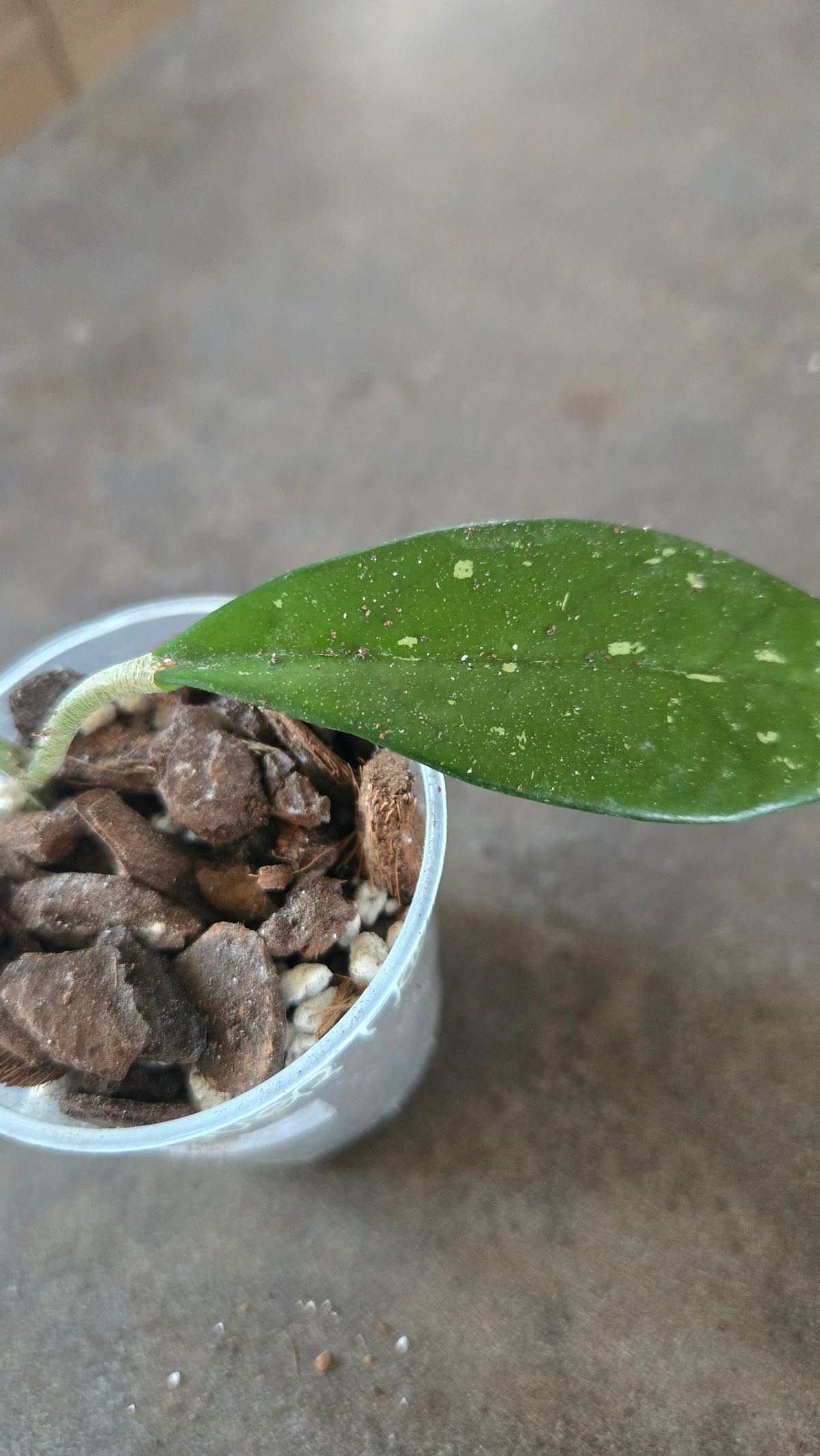 hoya quang tri purple