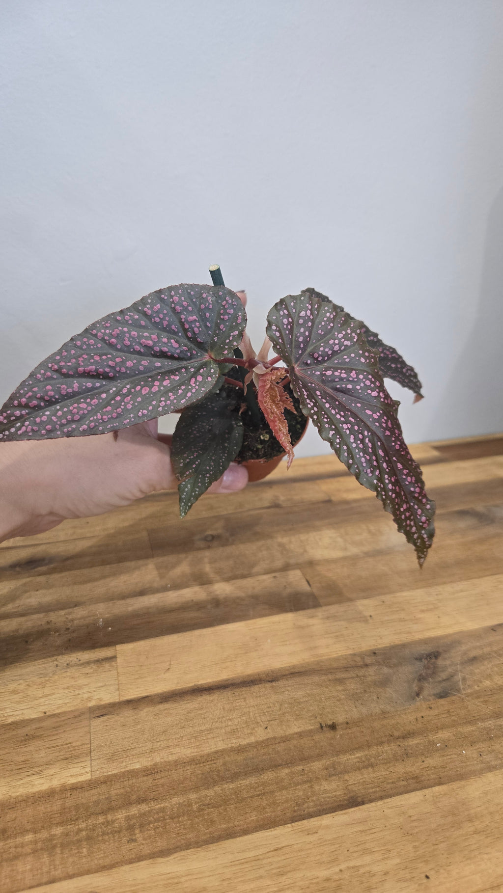BEGONIA PINK SPOT