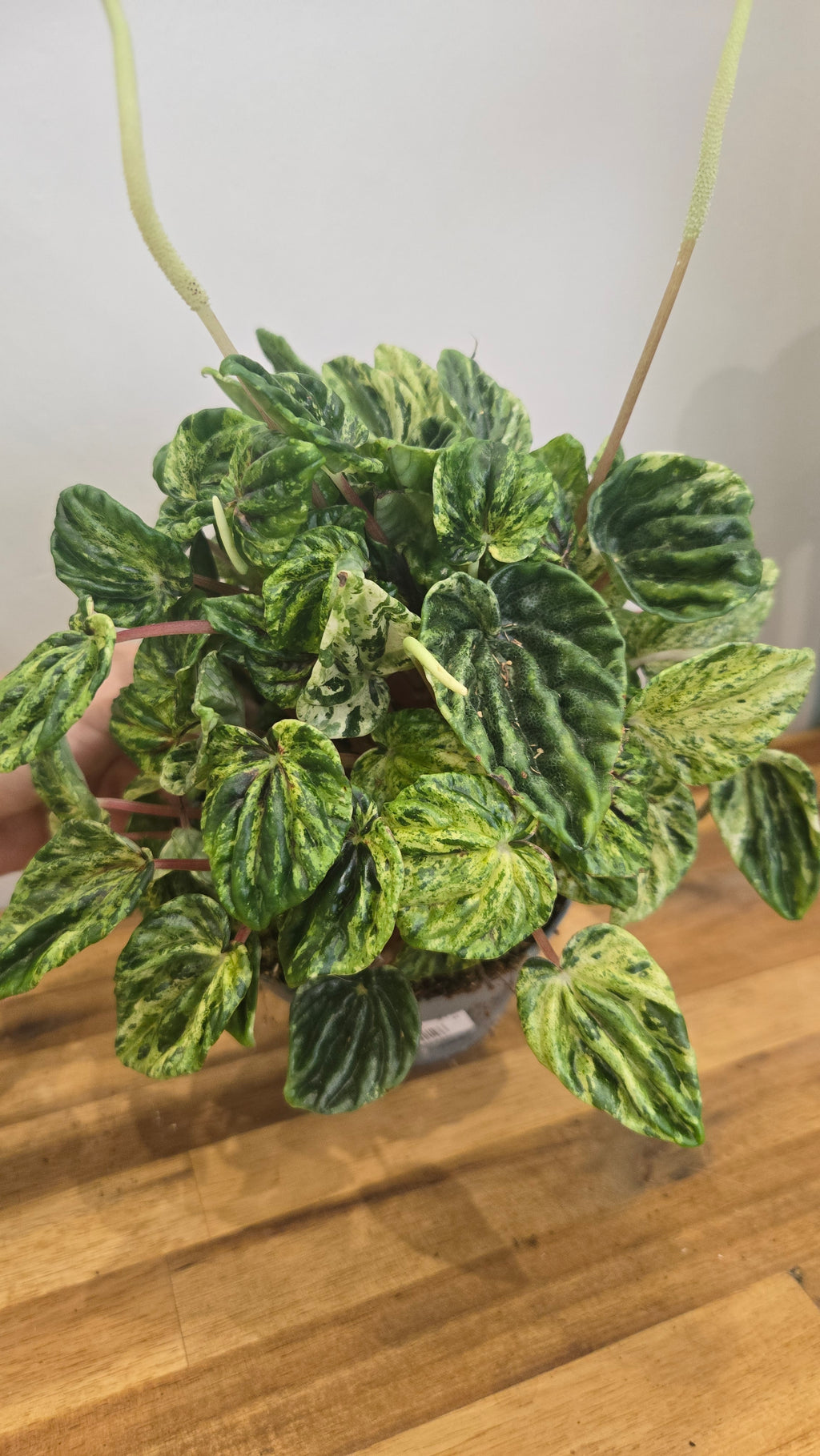 PEPEROMIA CAPERATA BUENOS AIRES