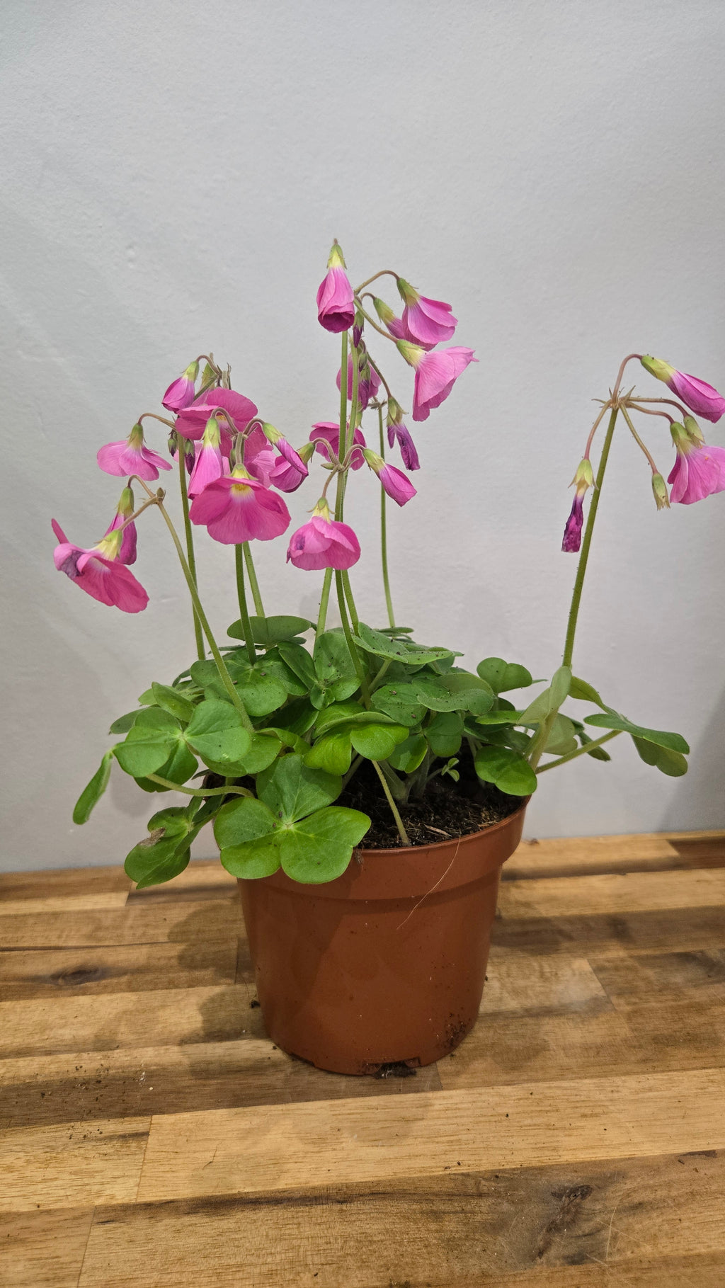 OXALIS BOWIEI AMARANTHA