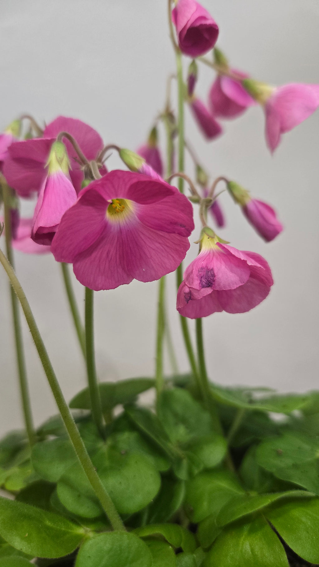 OXALIS BOWIEI AMARANTHA