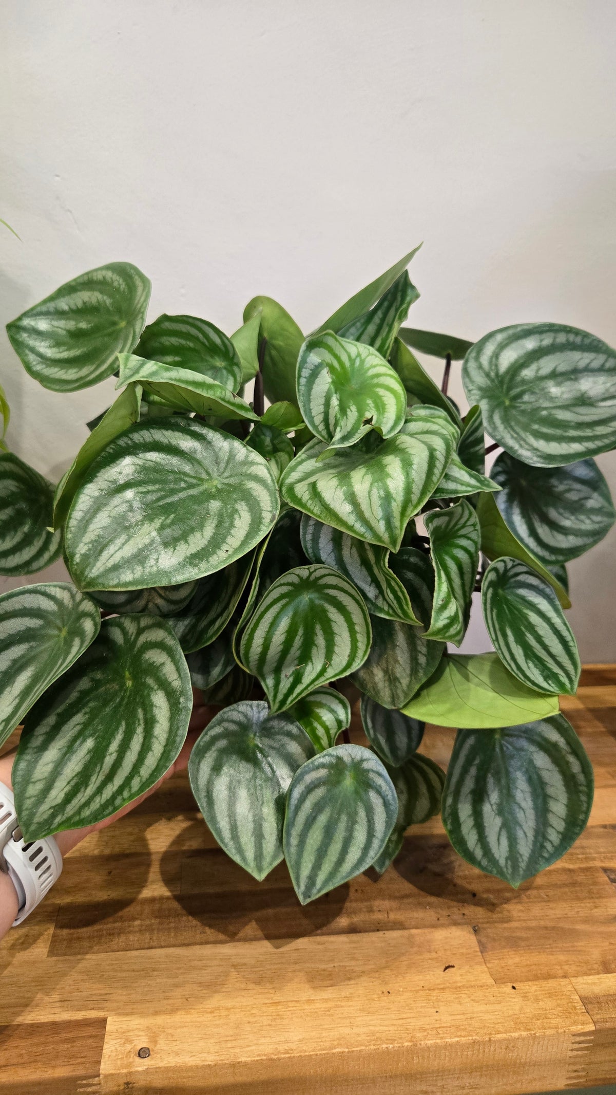 PEPEROMIA WATERMELON