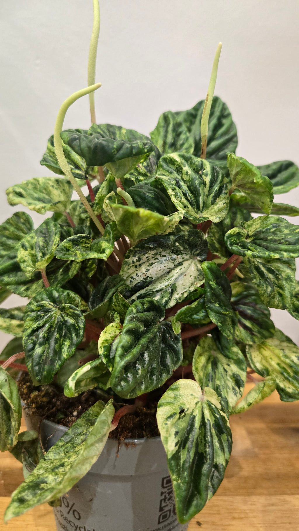 PEPEROMIA CAPERATA BUENOS AIRES