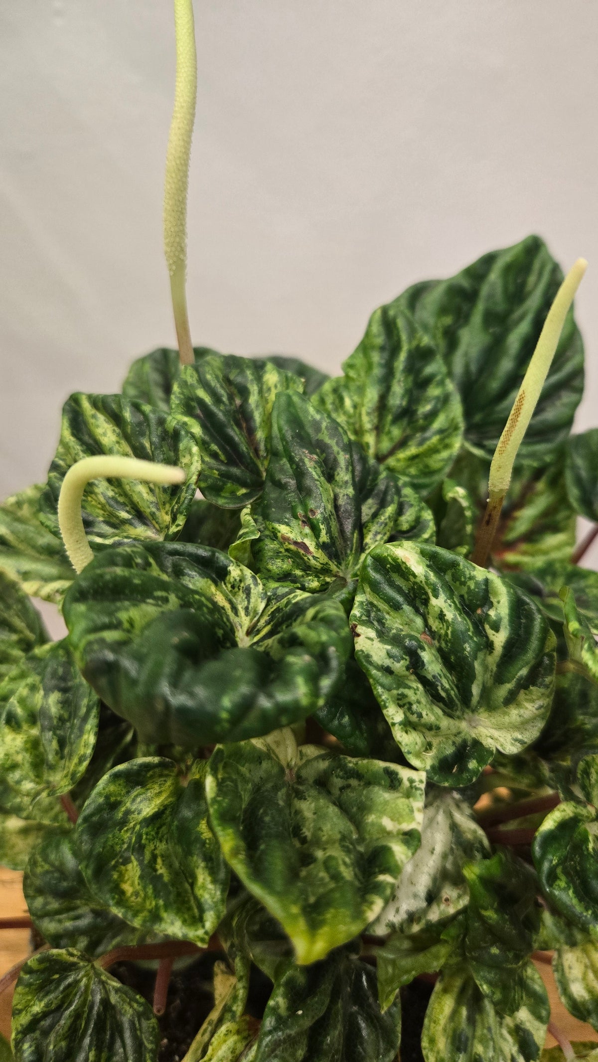 PEPEROMIA CAPERATA BUENOS AIRES
