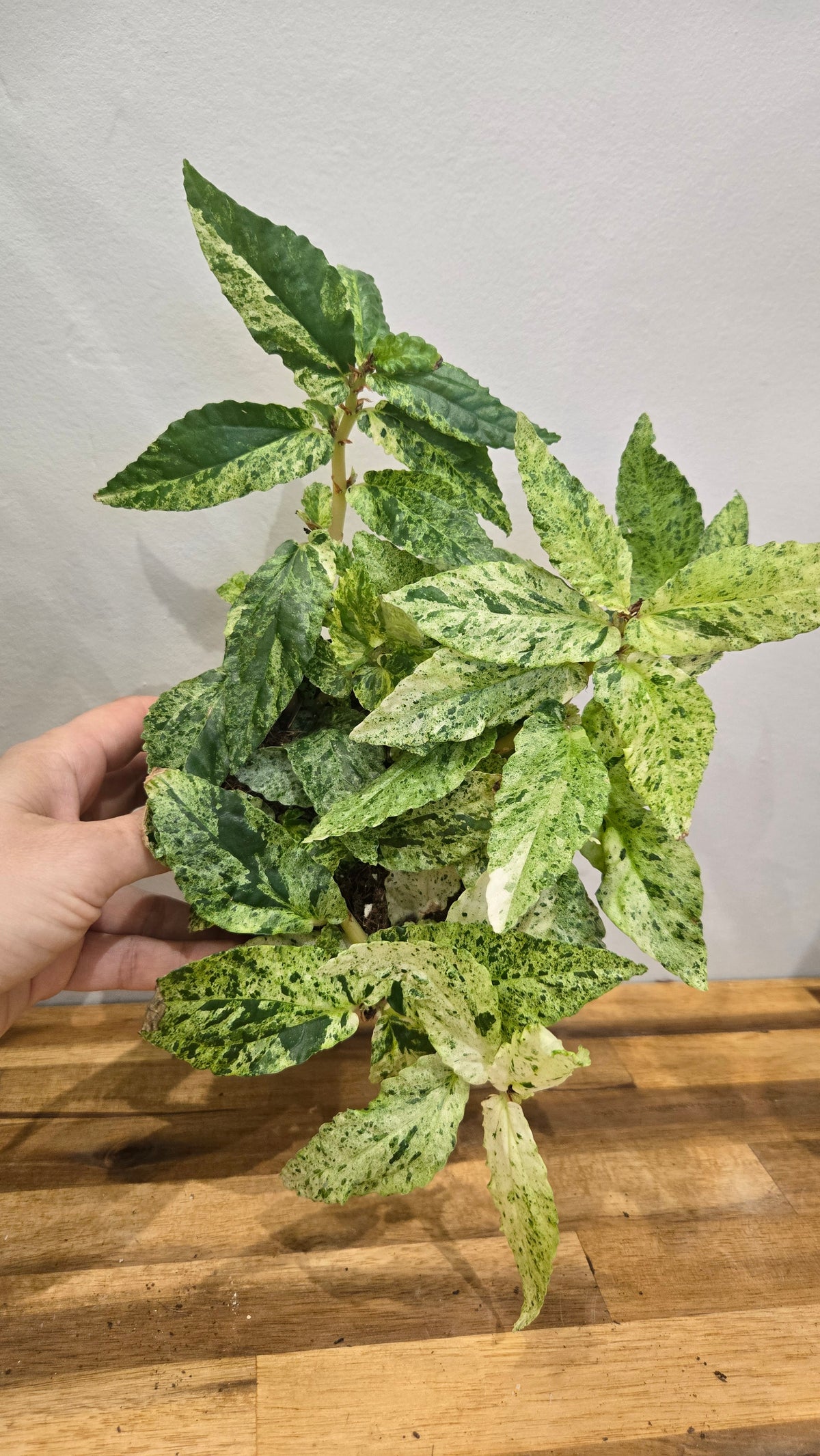 PELLIONIA REPENS VARIEGATA
