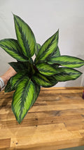 CALATHEA BEAUTY STAR