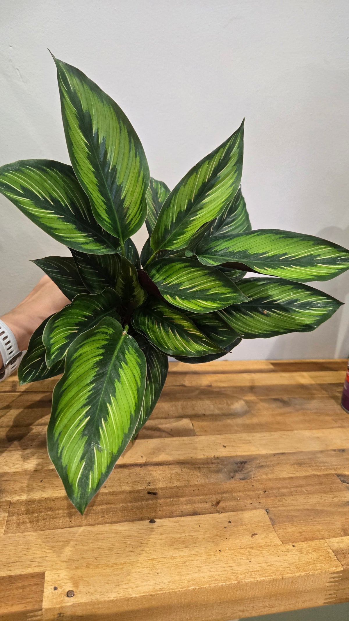 CALATHEA BEAUTY STAR