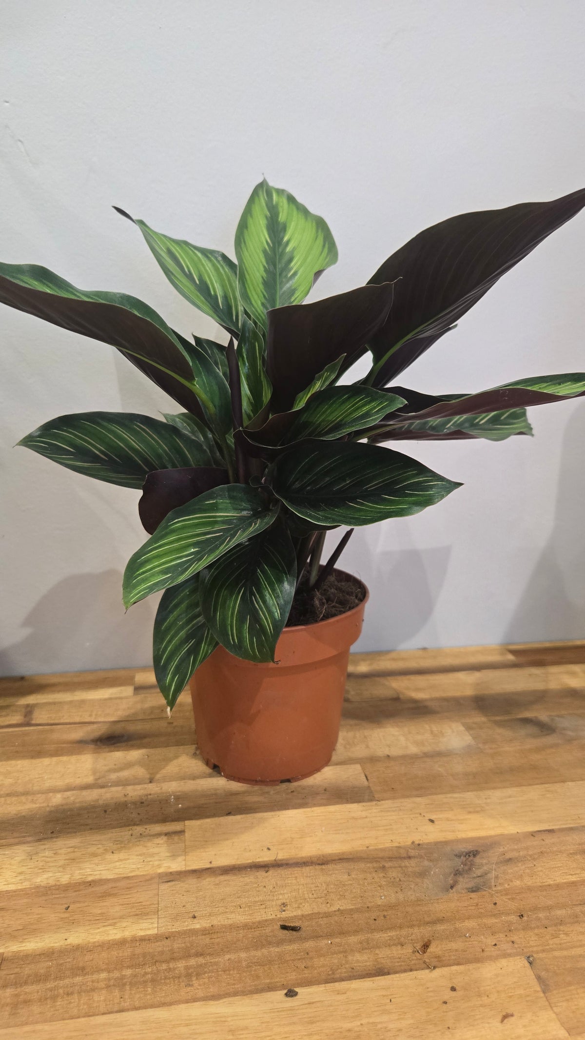 CALATHEA BEAUTY STAR