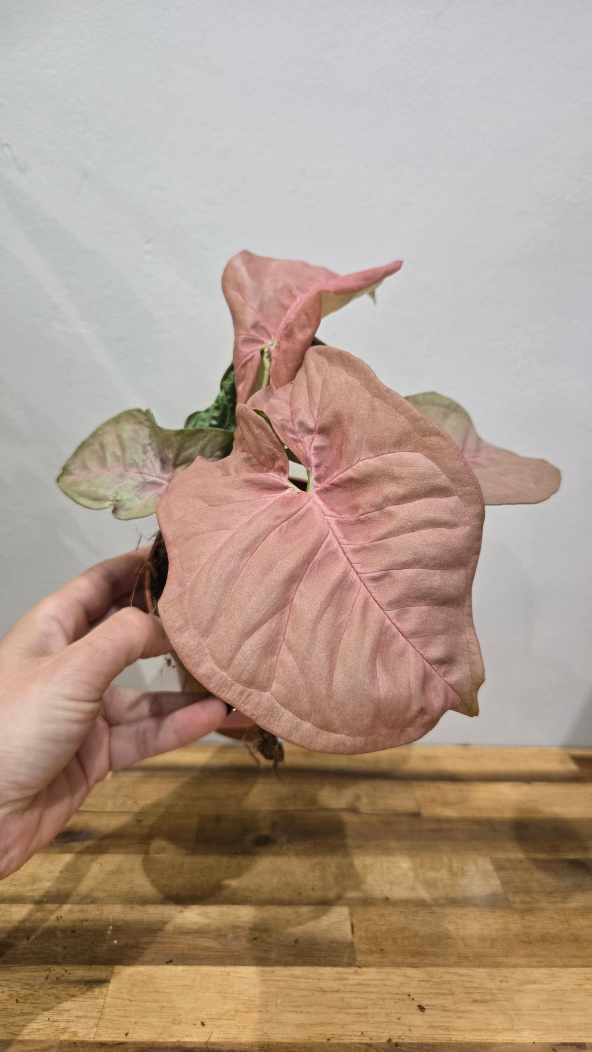SYNGONIUM NEON ROBUSTA