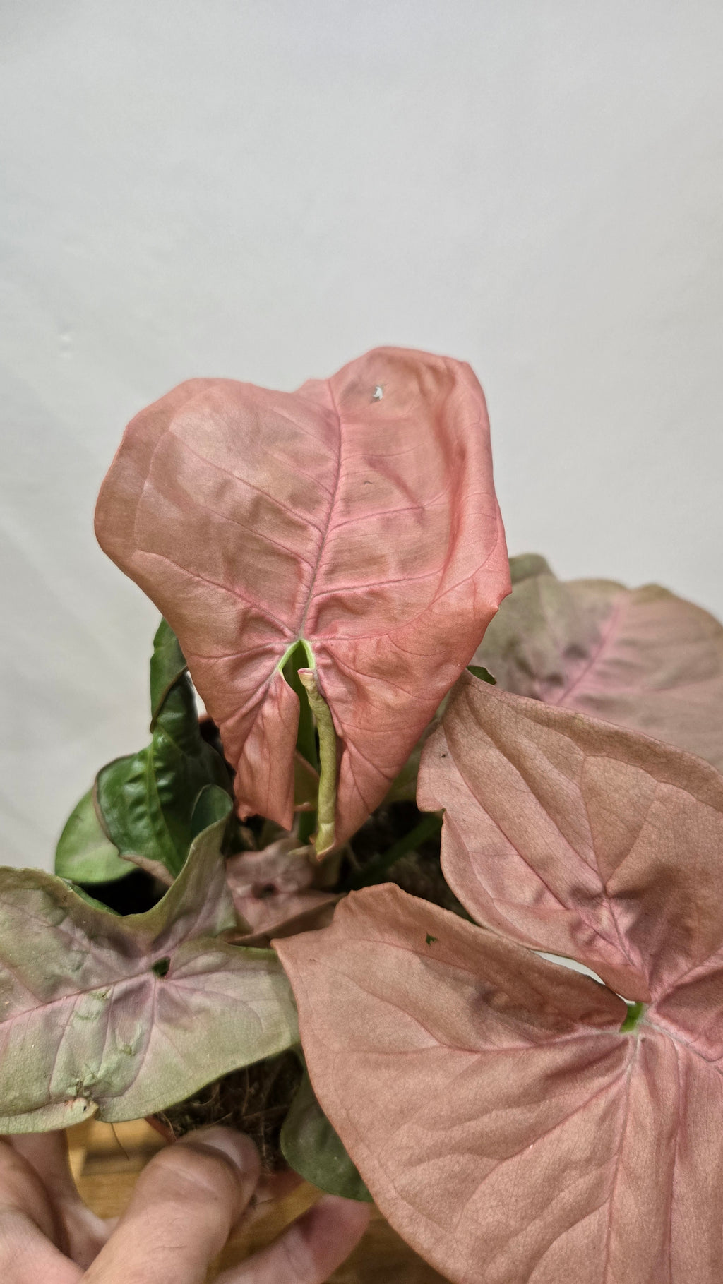 SYNGONIUM NEON ROBUSTA