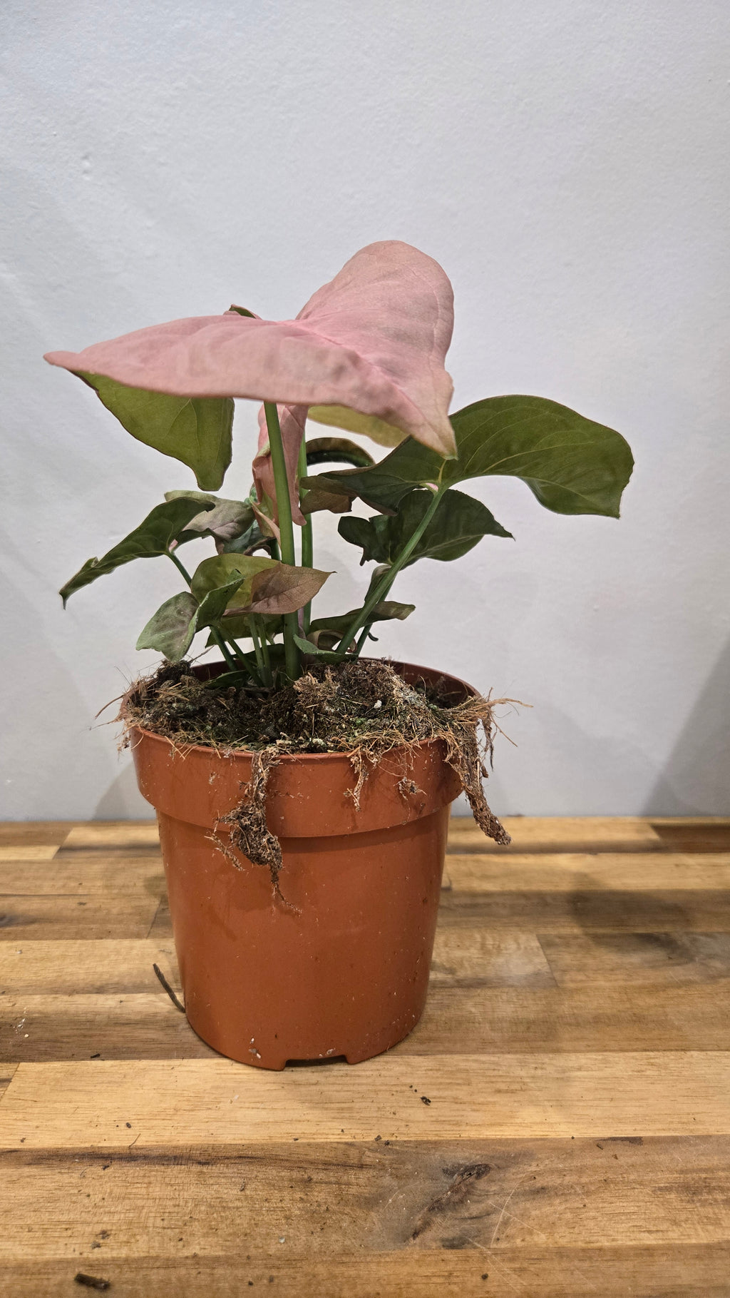 SYNGONIUM NEON ROBUSTA