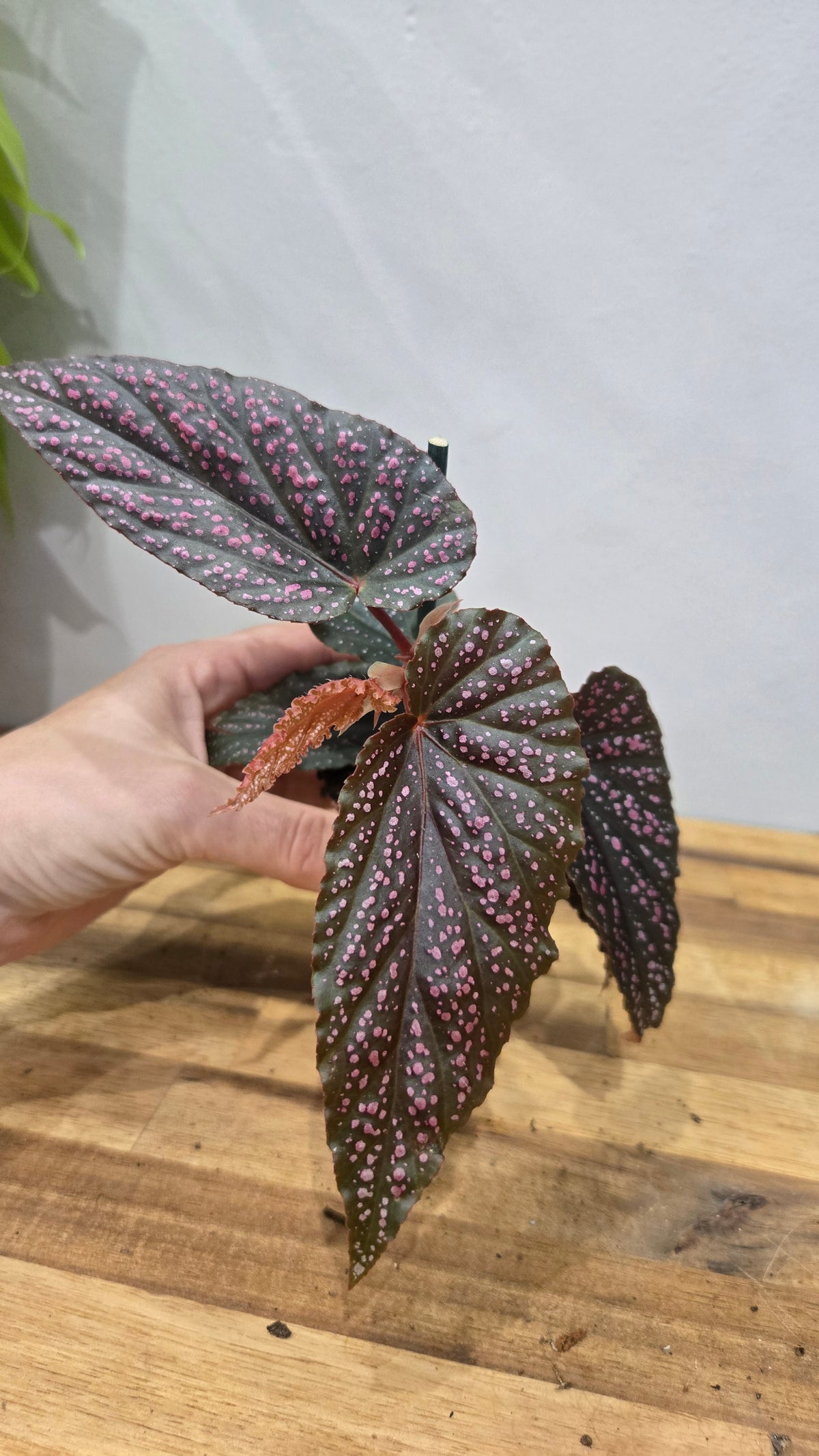 BEGONIA PINK SPOT