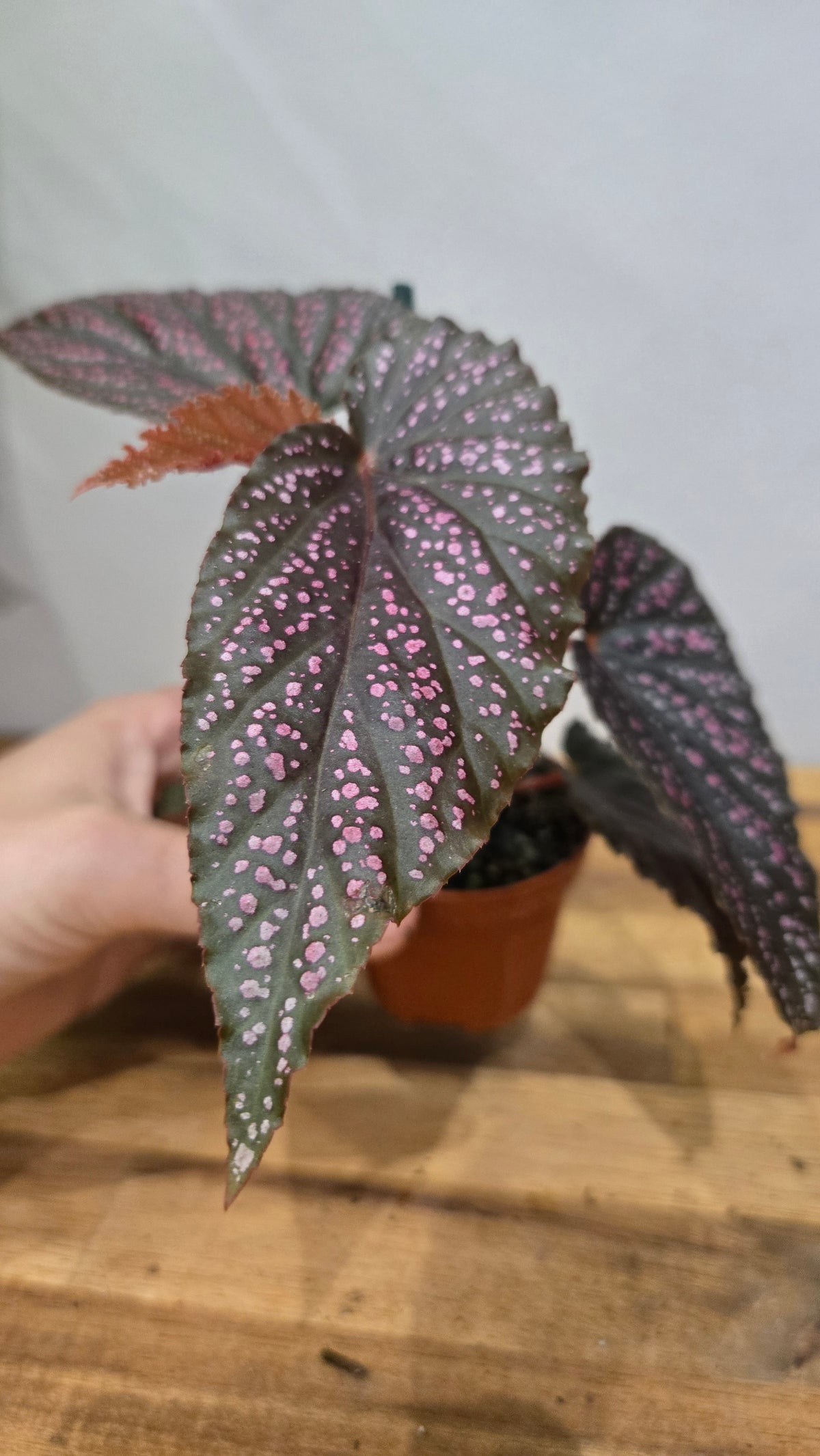 BEGONIA PINK SPOT
