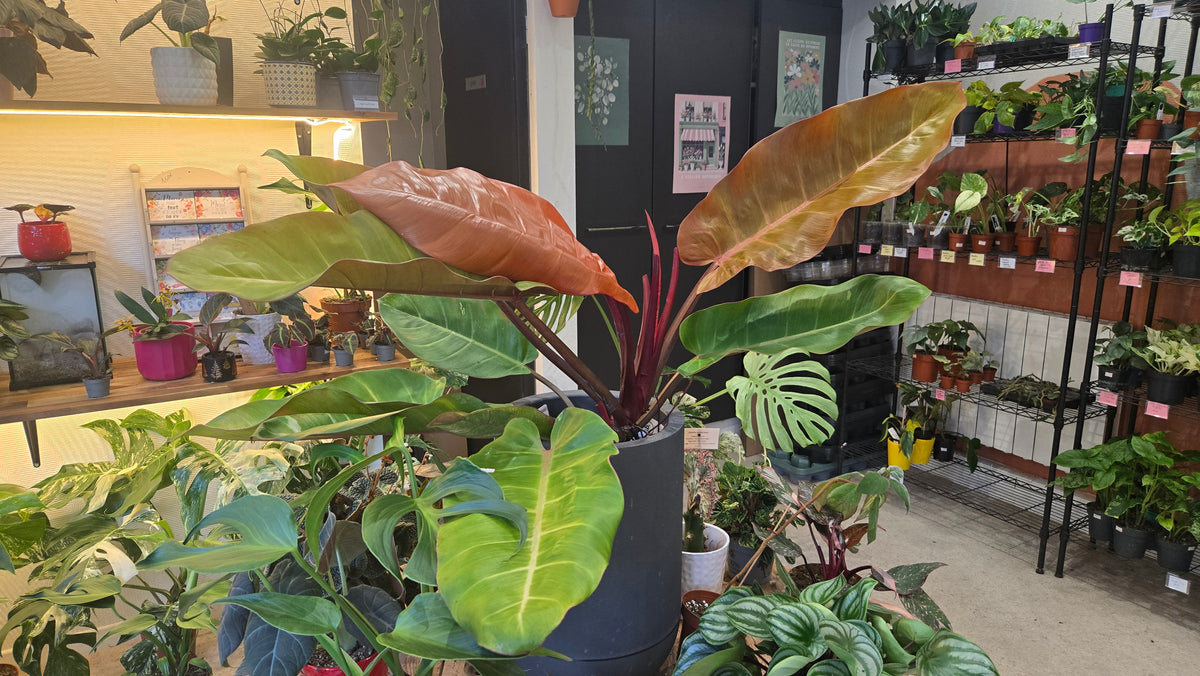 PHILODENDRON PRINCE OF ORANGE VARIEGATA