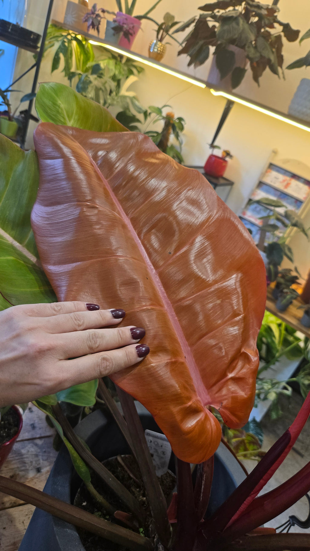 PHILODENDRON PRINCE OF ORANGE VARIEGATA