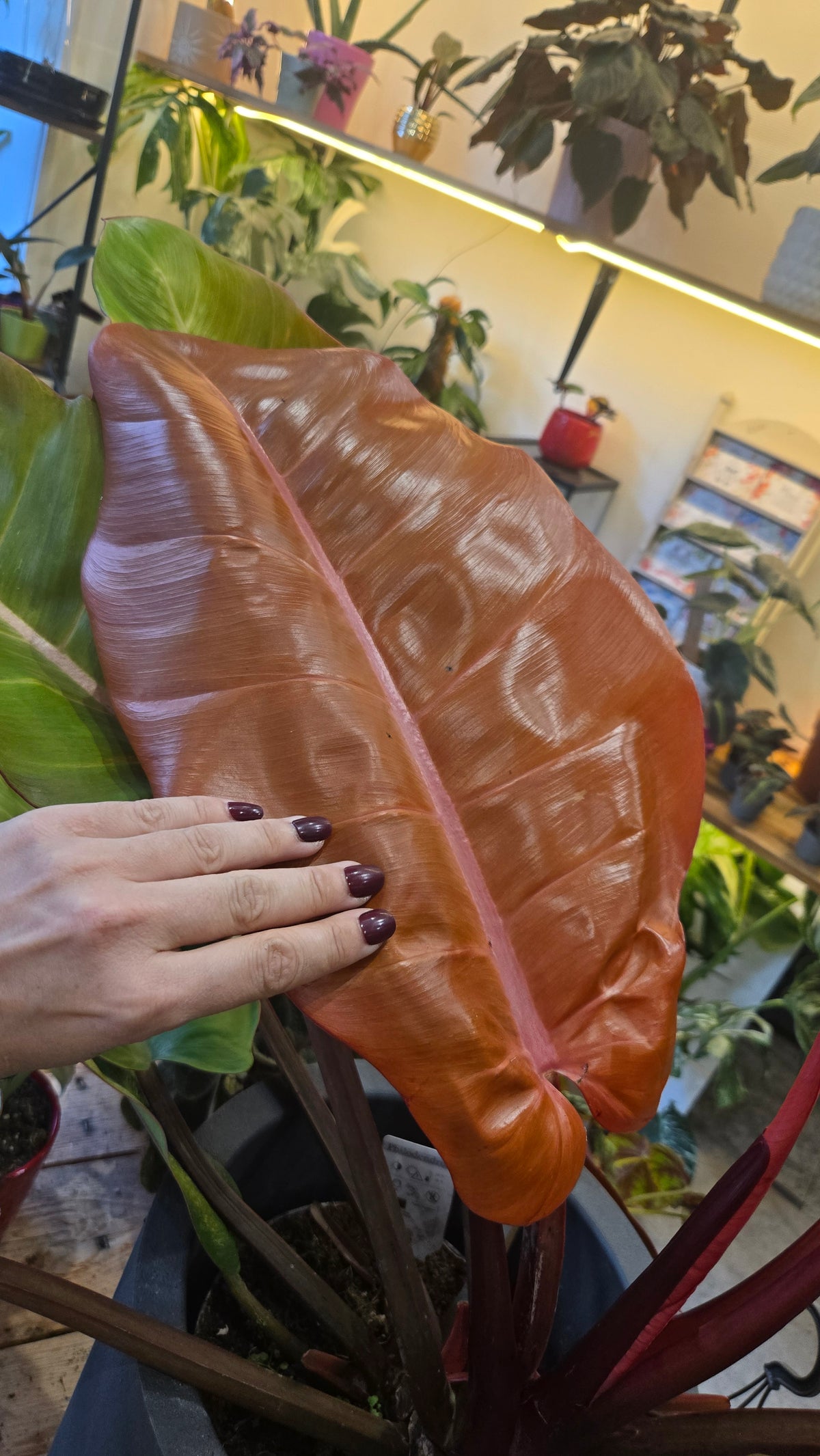 PHILODENDRON PRINCE OF ORANGE VARIEGATA