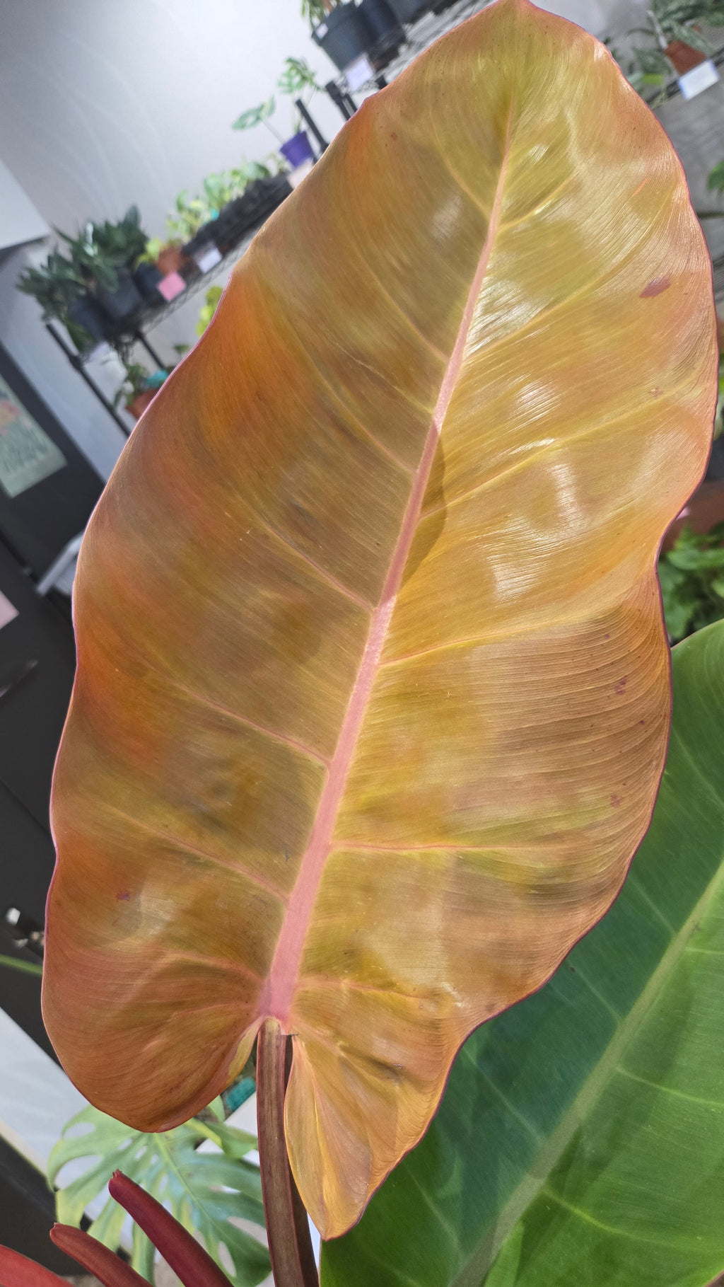 PHILODENDRON PRINCE OF ORANGE VARIEGATA