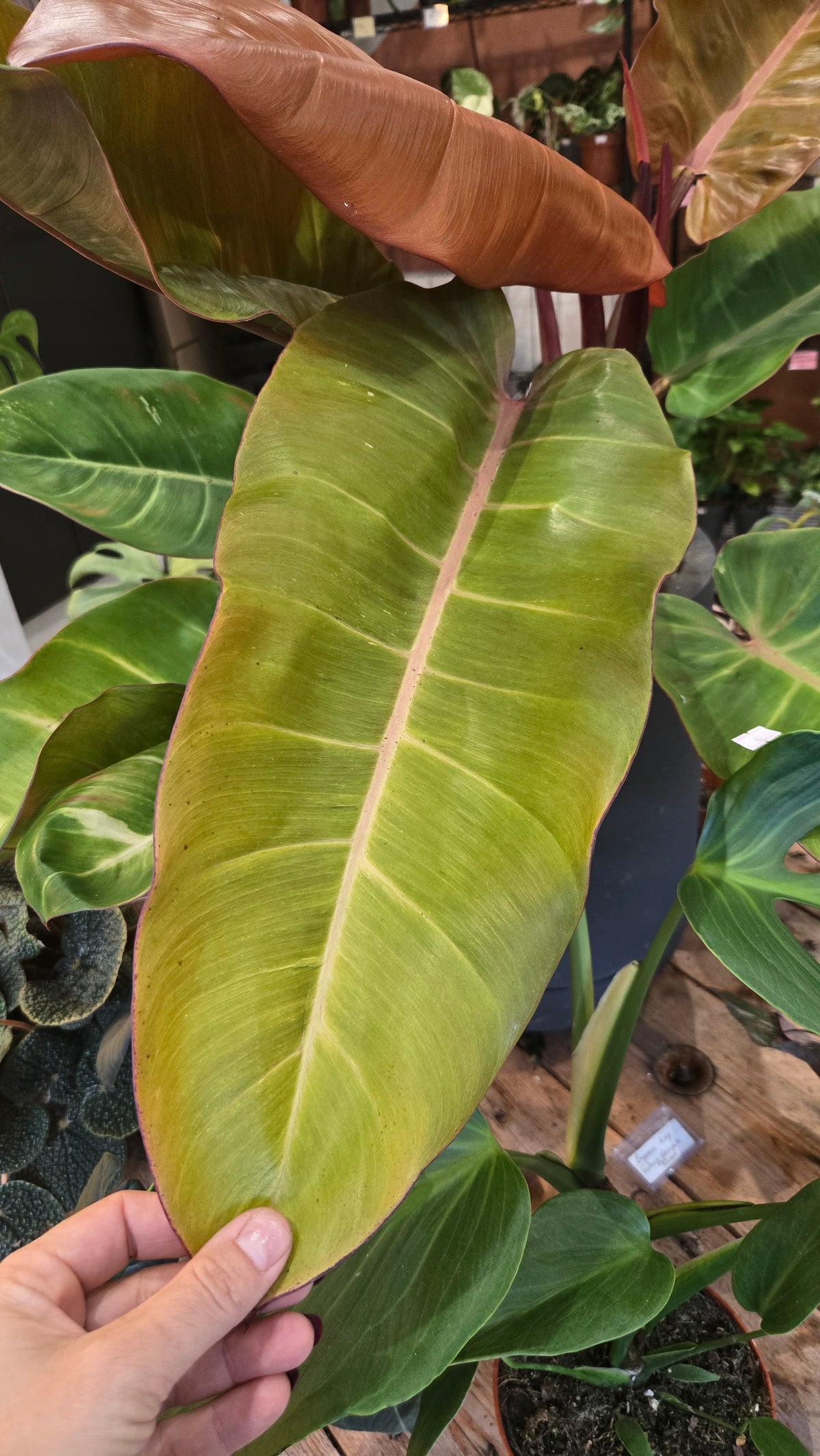 PHILODENDRON PRINCE OF ORANGE VARIEGATA