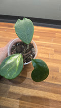 HOYA OBOVATA
