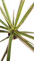 Dracaena Marginata
