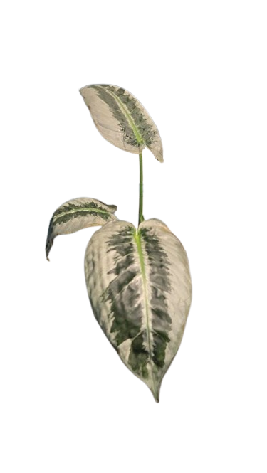 Schismatoflottis Walichii