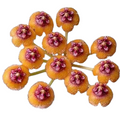Hoya Endauensis