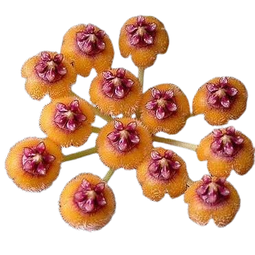Hoya Endauensis