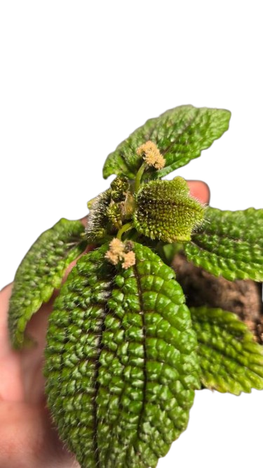 Pilea Moon Valley