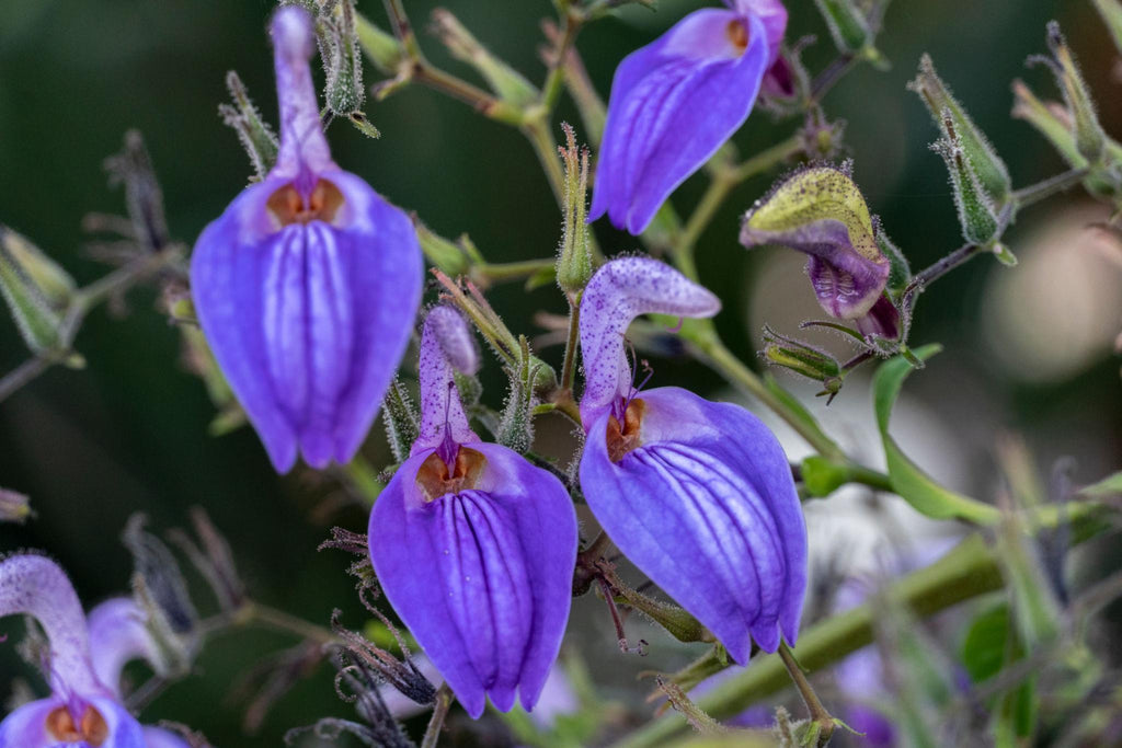 BRILLANTAISIA ULUGURIA