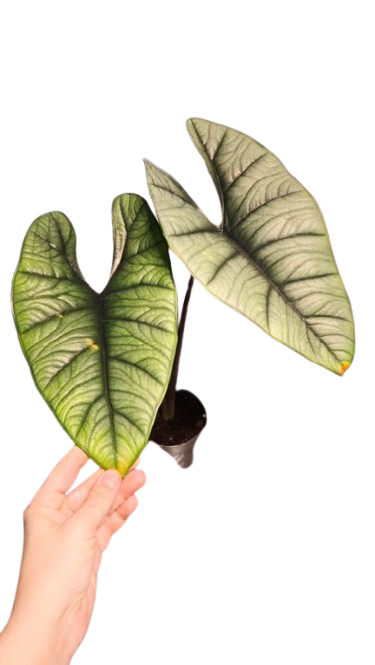 Alocasia platinium