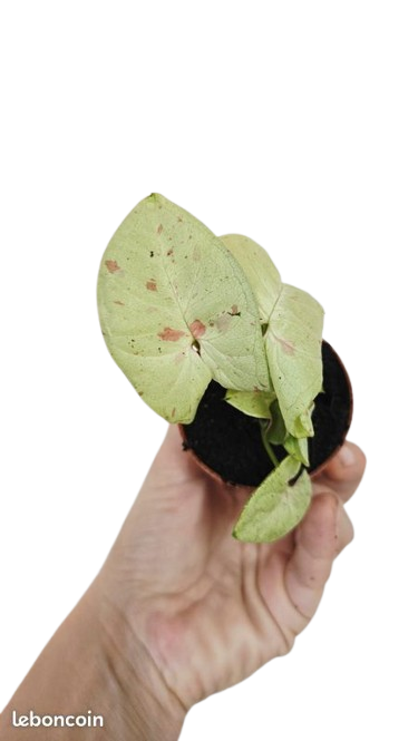 Syngonium milk Confetti
