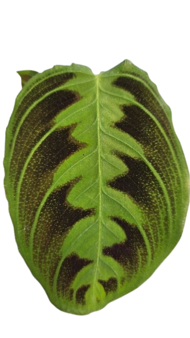 Maranta Testudinea