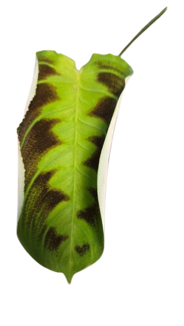 Maranta Testudinea