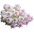 Hoya Christine