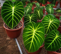 PHILODENDRON LUXURIANS