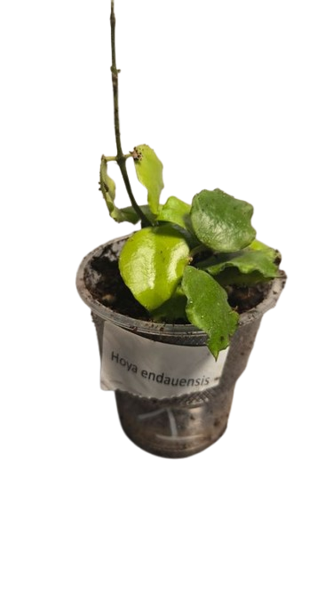 Hoya Endauensis