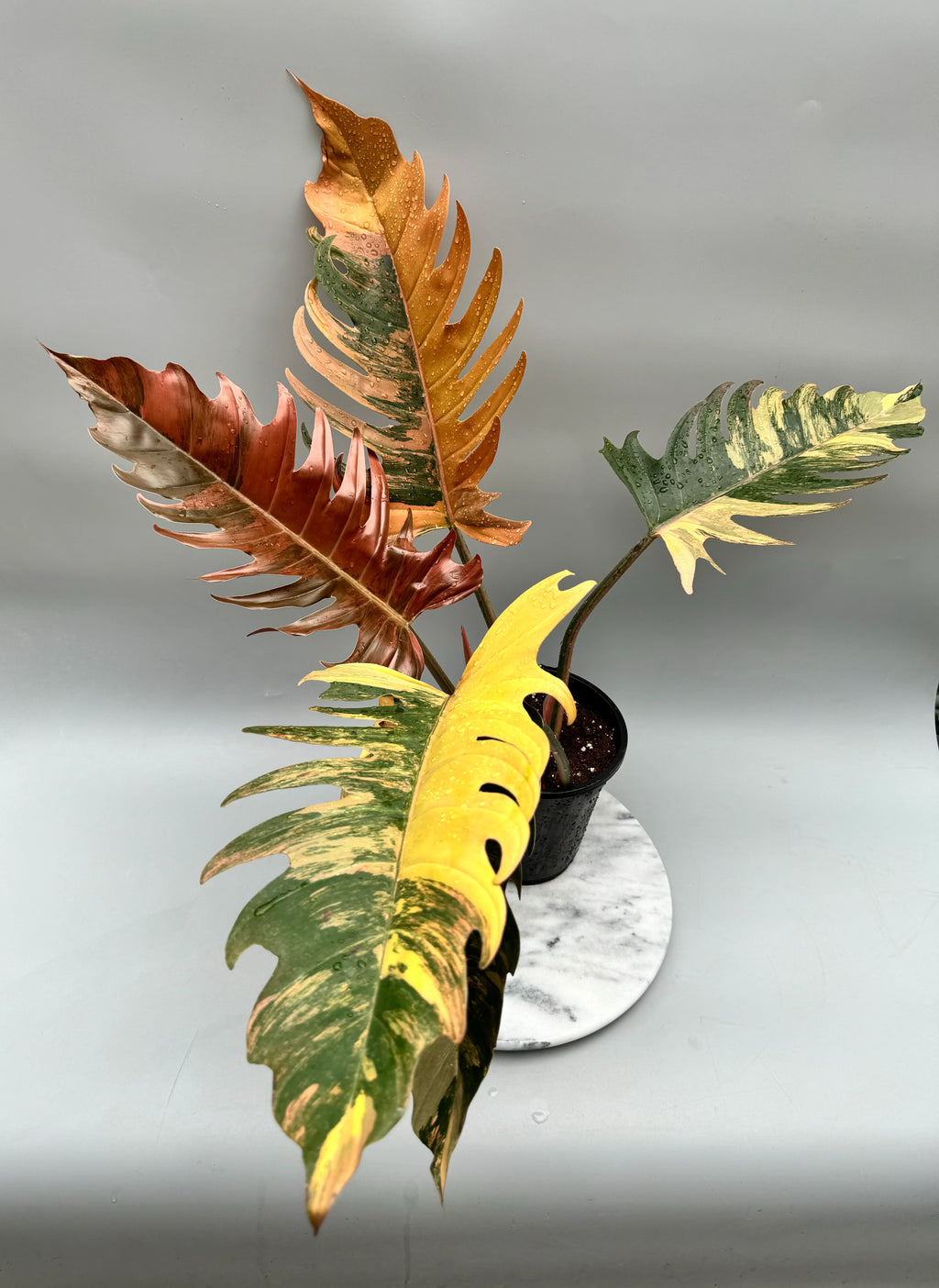 PHILODENDRON CARAMEL MARBLE